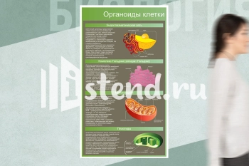 Стенд для школы "Наши достижения" - фото | Комсомольск-на-Амуре